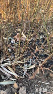 高度40厘米黄刺玫