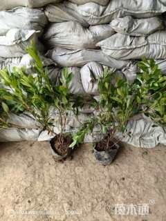 高度30厘米毛鹃