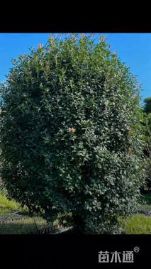 高度350厘米丛生红叶石楠