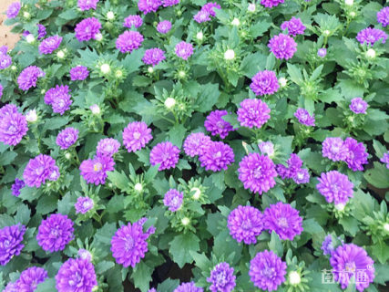 高度15厘米翠菊