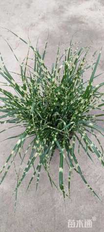 高度60厘米斑叶芒