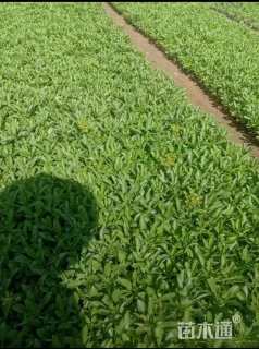 高度25厘米八宝景天