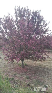 25公分绚丽海棠