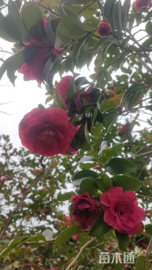 高度200厘米茶梅