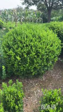 冠幅80厘米瓜子黄杨球