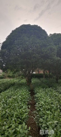 18公分桂花