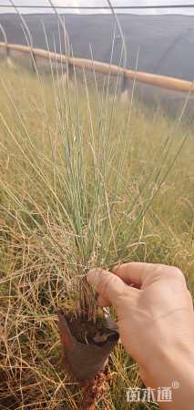 高度35厘米粉黛乱子草