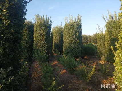 高度350厘米大叶黄杨柱