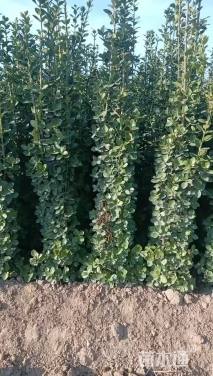 高度190厘米北海道黄杨