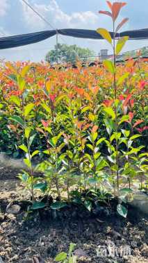 0.5公分红叶石楠