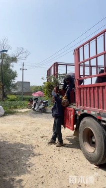 高度100厘米月季