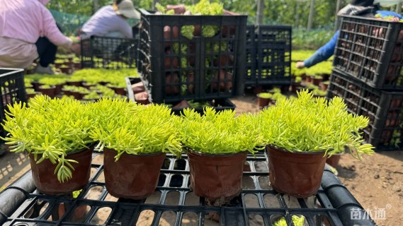 高度15厘米黄金条