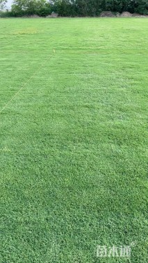 草卷状马尼拉草