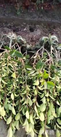 冠幅30厘米红叶石楠球