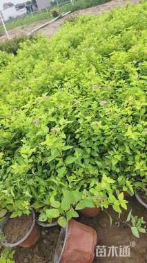 高度40厘米花叶蔓长春