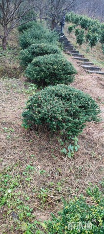 冠幅120厘米龟甲冬青球