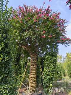 高度500厘米大红紫薇