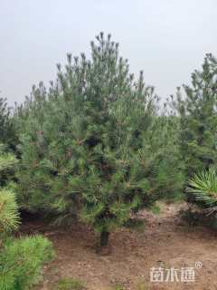 高度300厘米白皮松