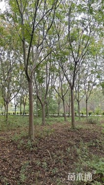 18公分黄山栾树