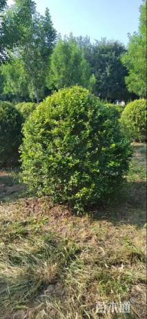 冠幅160厘米金叶女贞球