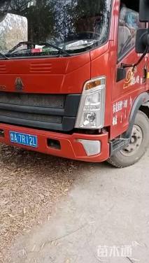 高度80厘米侧柏