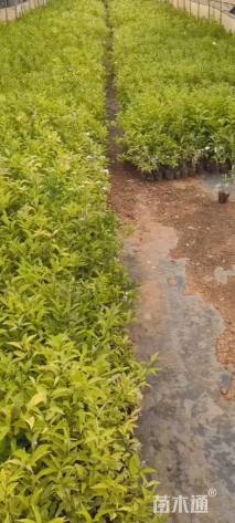 高度30厘米鸳鸯茉莉