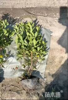 高度40厘米海桐