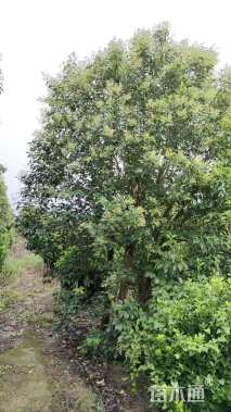 高度300厘米丛生大叶女贞