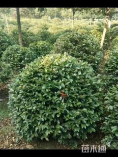 冠幅120厘米茶梅球