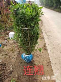 高度100厘米黄老虎