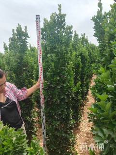 高度100厘米北海道黄杨柱