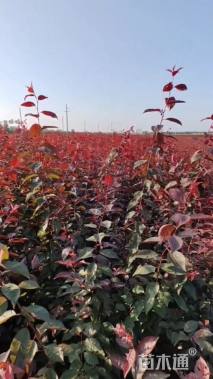 高度40厘米密枝红叶李