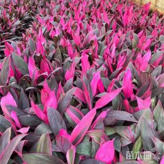 高度35厘米红叶朱蕉