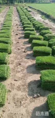 草块状四季青草坪