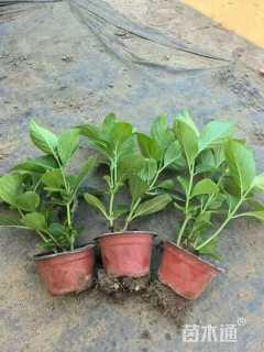 高度20厘米无尽夏绣球