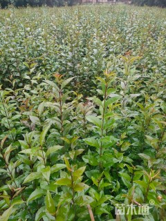 0.5公分大叶女贞