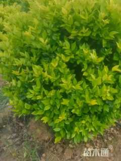 冠幅120厘米金森女贞球