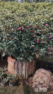 高度30厘米茶梅