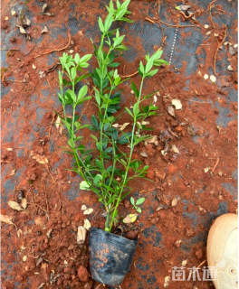 高度30厘米云南黄馨又叫 迎春柳