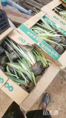 高度50厘米花叶玉蝉花