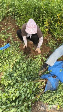 高度200厘米胡枝子