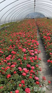 高度30厘米玫瑰