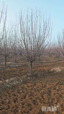 20公分绚丽海棠