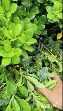 高度40厘米海桐小苗