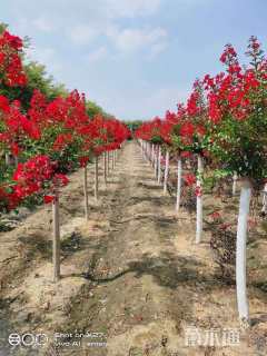 2公分红火箭紫薇