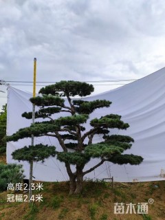 20公分造型五针松