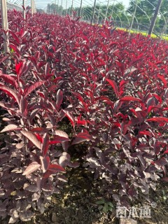 高度50厘米红叶李小苗