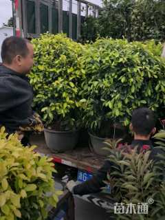 高度80厘米黄榕