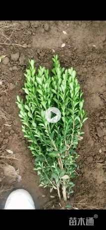 高度40厘米瓜子黄杨