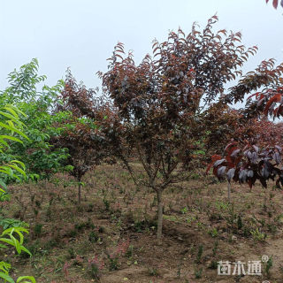 14公分紫叶碧桃